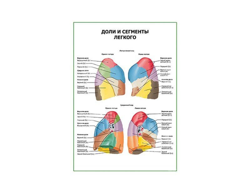 OLD Доли и сегменты легкого плакат глянцевый А1/А2 (глянцевый A1)