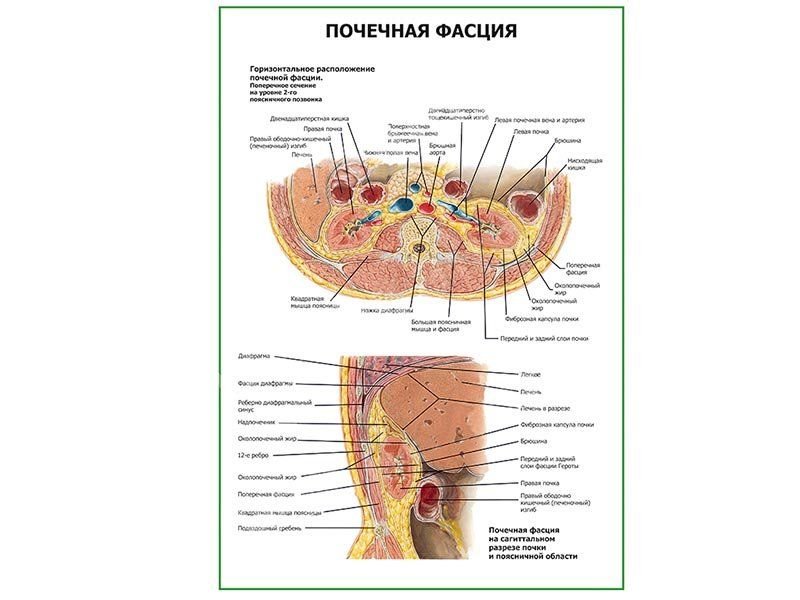 OLD Почечная фасция плакат глянцевый А1/А2 (глянцевый A1)