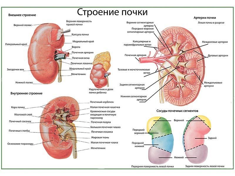OLD Почка, строение, кровоснабжение, плакат глянцевый А1/А2 (глянцевый A1)
