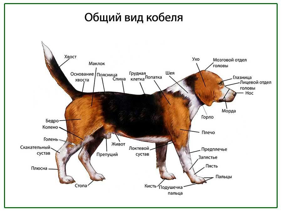 OLD Общий вид собаки (кобель), плакат глянцевый А1/А2 (глянцевый A1)