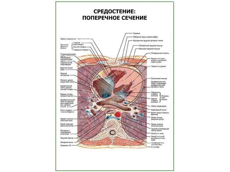 OLD Средостение поперечное сечение плакат глянцевый А1/А2 (глянцевый A1)