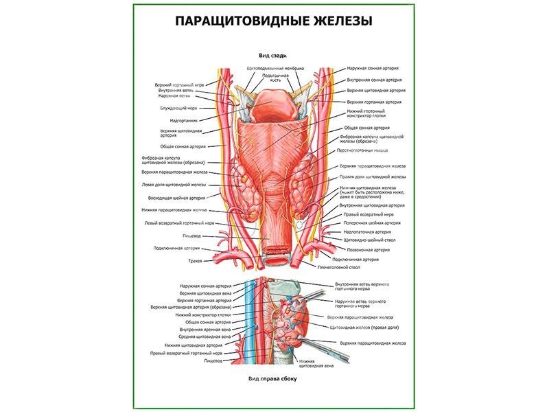 OLD Паращитовидные железы плакат глянцевый А1/А2 (глянцевый A1)
