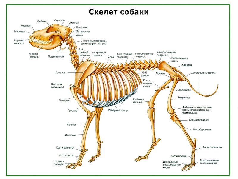 OLD Скелет собаки, плакат глянцевый А1/А2 (глянцевый A1)