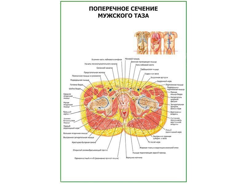 OLD Поперечное сечение мужского таза плакат глянцевый А1/А2 (глянцевый A1)