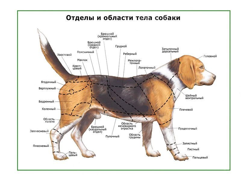 OLD Отделы тела собаки, плакат глянцевый А1/А2 (глянцевый A1)