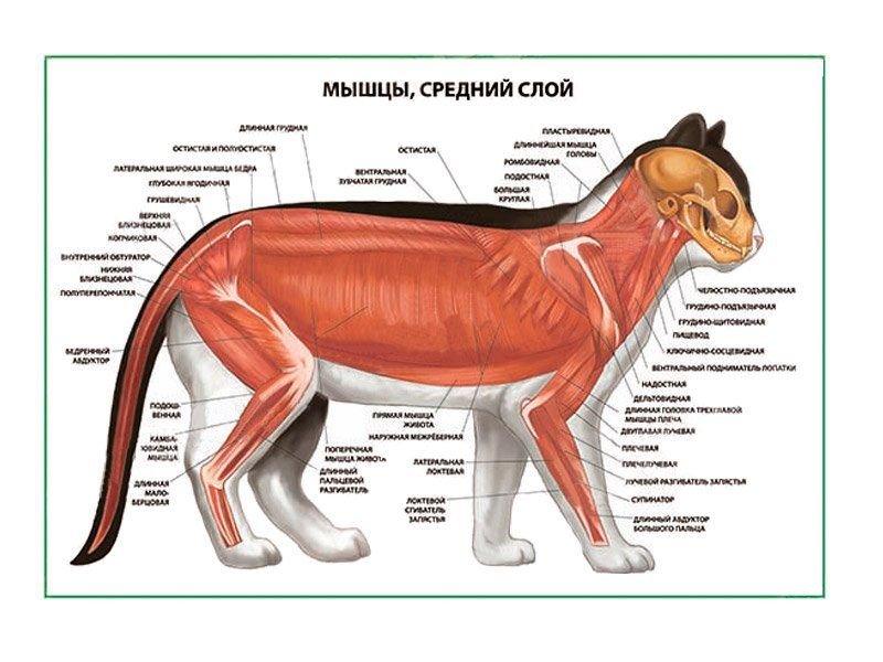 OLD Мышцы кошки.Средний слой плакат глянцевый А1/А2 (глянцевый A2)