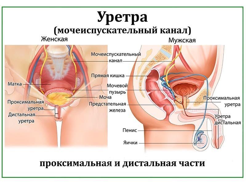 OLD Мочеиспускательный канал, плакат глянцевый А1/А2 (глянцевый A1)