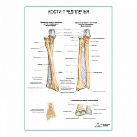 Кости предплечья плакат глянцевый А1+/А2+ (глянцевая фотобумага от 200 г/кв.м, размер A2+)