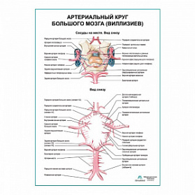 Артериальный круг большого мозга (Виллизиев) плакат глянцевый А1+/А2+ (глянцевая фотобумага от 200 г/кв.м, размер A2+)
