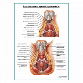Кровоснабжение мужской промежности плакат глянцевый А1+/А2+ (глянцевая фотобумага от 200 г/кв.м, размер A2+)