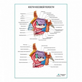 Кости носовой полости, плакат глянцевый А1+/А2+ (глянцевая фотобумага от 200 г/кв.м, размер A1+)