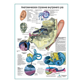 Внутреннее ухо, плакат глянцевый А1+/А2+ (глянцевая фотобумага от 200 г/кв.м, размер A2+)