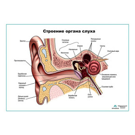Строение органа слуха, ухо плакат глянцевый А1+/А2+ (глянцевая фотобумага от 200 г/кв.м, размер A1+)