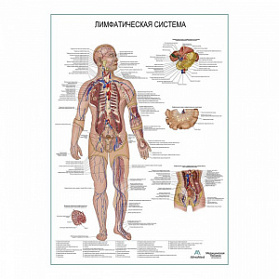 Лимфатическая система, плакат глянцевый А1+/А2+ (матовый холст от 200 г/кв.м, размер A1+)