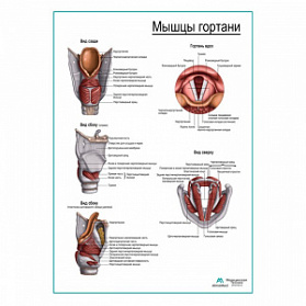 Мышцы гортани, плакат глянцевый А1+/А2+ (глянцевая фотобумага от 200 г/кв.м, размер A2+)