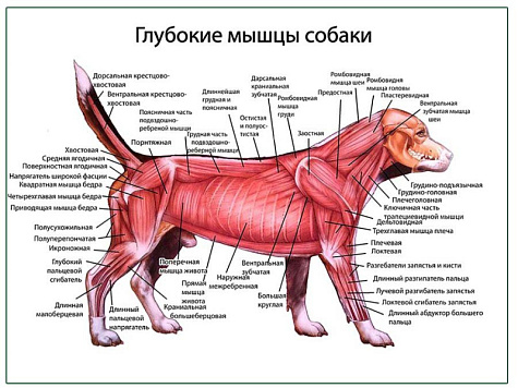 OLD Глубокие слои мышц собаки плакат глянцевый А1/А2 (глянцевый A1)