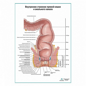 Внутреннее строение прямой кишки. Схема плакат глянцевый  А1+/А2+ (глянцевая фотобумага от 200 г/кв.м, размер A2+)