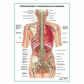 Спинной мозг и передние ветви плакат глянцевый А1+/А2+ (глянцевая фотобумага от 200 г/кв.м, размер A2+)