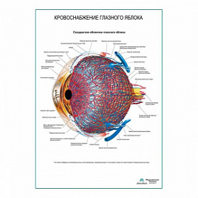 Кровоснабжение глазного яблока плакат глянцевый А1+/А2+ (глянцевая фотобумага от 200 г/кв.м, размер A2+)