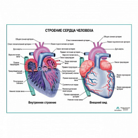 Строение сердца человека, плакат глянцевый А1+/А2+ (глянцевая фотобумага от 200 г/кв.м, размер A2+)