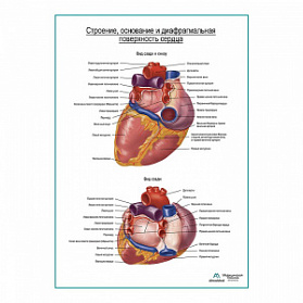 Сердце. Строение, основание и диафрагмальная поверхность плакат глянцевый А1+/А2+ (глянцевая фотобумага от 200 г/кв.м, размер A2+)
