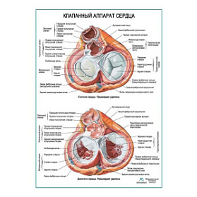 Клапанный аппарат сердца плакат глянцевый А1+/А2+ (глянцевый холст от 200 г/кв.м, размер A1+)