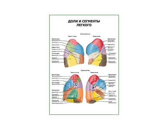OLD Доли и сегменты легкого плакат глянцевый А1/А2 (глянцевый A1)