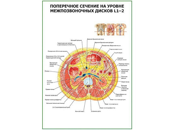 OLD Поперечное сечение на уровне L1-2 плакат глянцевый А1/А2 (глянцевый A2)