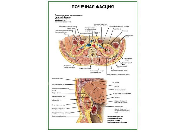 OLD Почечная фасция плакат глянцевый А1/А2 (глянцевый A2)