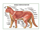 OLD Мышцы кошки, поверхностный слой плакат глянцевый А1/А2 (глянцевый A1)