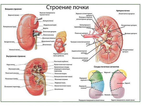 OLD Почка, строение, кровоснабжение, плакат глянцевый А1/А2 (глянцевый A1)