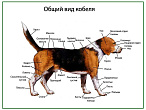 OLD Общий вид собаки (кобель), плакат глянцевый А1/А2 (глянцевый A1)