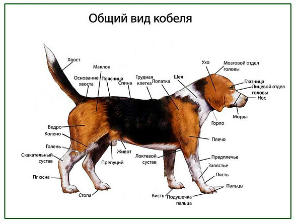 OLD Общий вид собаки (кобель), плакат глянцевый А1/А2 (глянцевый A2)