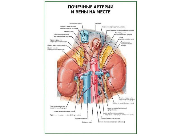OLD Почечные артерии и вены на месте плакат глянцевый А1/А2 (глянцевый A2)