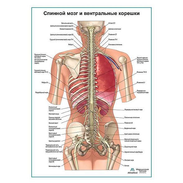 Спинной мозг и передние ветви плакат глянцевый А1+/А2+ (глянцевая фотобумага от 200 г/кв.м, размер A2+)