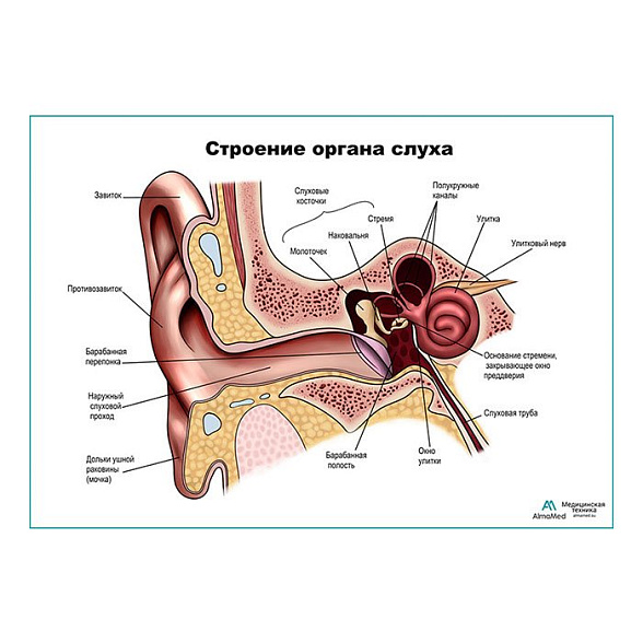 Строение органа слуха, ухо плакат глянцевый А1+/А2+ (глянцевая фотобумага от 200 г/кв.м, размер A2+)