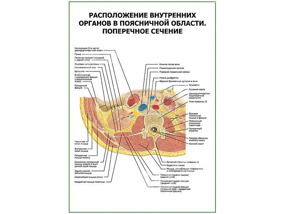 OLD Расположение внутренних органов в поясничной области. Поперечное сечение плакат глянцевый А1/А2 (глянцевый A1)
