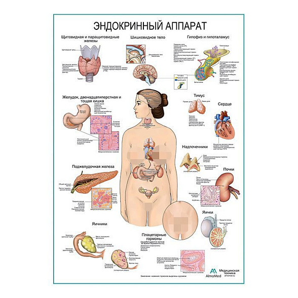 Эндокринный аппарат, плакат глянцевый А1+/А2+ (глянцевая фотобумага от 200 г/кв.м, размер A2+)