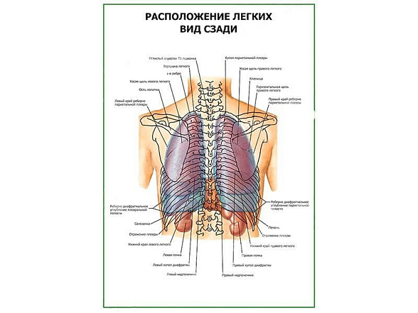 OLD Расположение легких. Вид сзади плакат глянцевый А1/А2 (глянцевый A2)