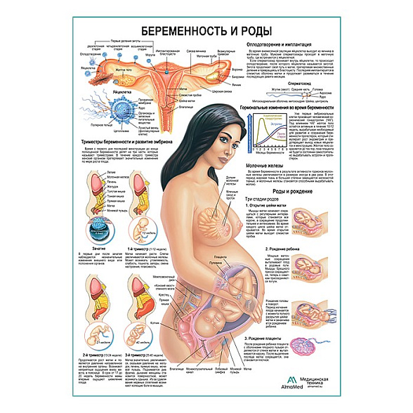 Беременность и роды, плакат глянцевый А1+/А2+ (глянцевая фотобумага от 200 г/кв.м, размер A2+)