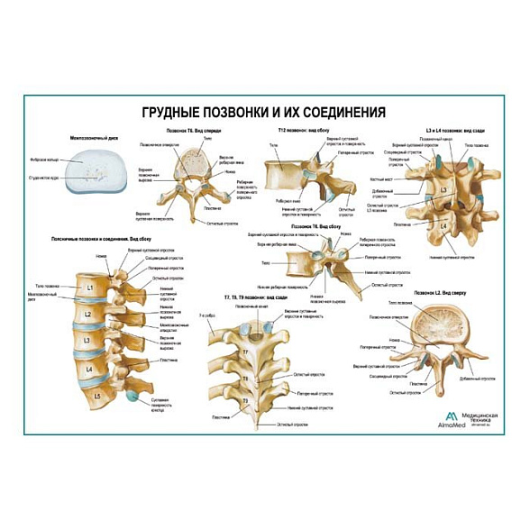 OLD Грудные, поясничные позвонки и их соединения, плакат глянцевый А1+/А2+ (глянцевая фотобумага от 200 г/кв.м, размер A2+)