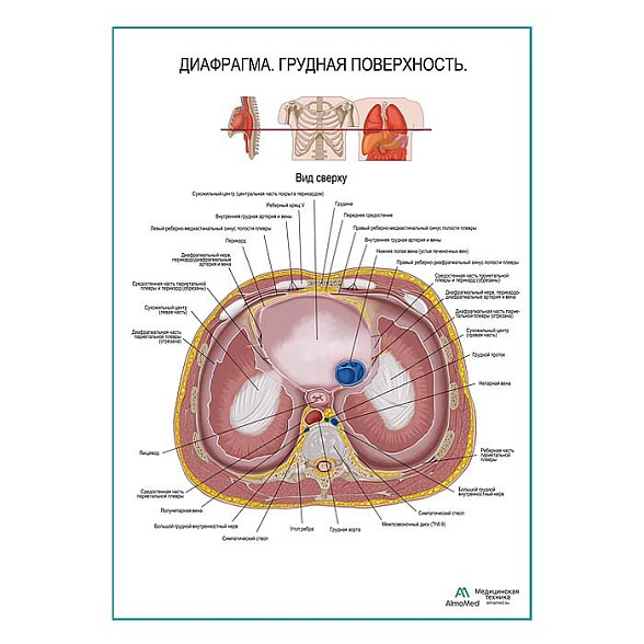 Диафрагма. Грудная поверхность плакат глянцевый А1+/А2+ (глянцевая фотобумага от 200 г/кв.м, размер A2+)