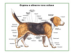OLD Отделы тела собаки, плакат глянцевый А1/А2 (глянцевый A1)