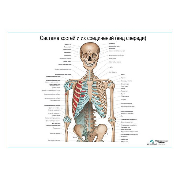 OLD Система костей и их соединения (без нижних конечностей), плакат глянцевый А1+/А2+ (глянцевая фотобумага от 200 г/кв.м, размер A2+)