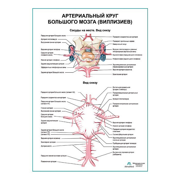 Артериальный круг большого мозга (Виллизиев) плакат глянцевый А1+/А2+ (глянцевая фотобумага от 200 г/кв.м, размер A2+)