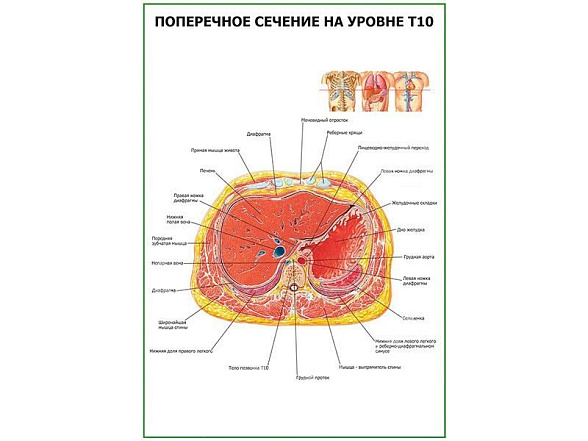 OLD Поперечное сечение на уровне Т10 плакат глянцевый А1/А2 (глянцевый A2)