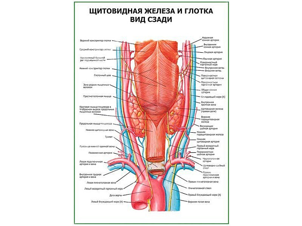 OLD Щитовидная железа и глотка. Вид сзади плакат глянцевый А1/А2 (глянцевый A2)