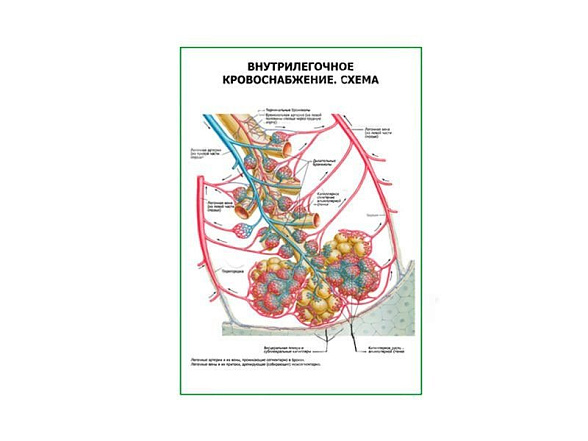 OLD Внутрилегочное кровоснабжение. Схема плакат глянцевый А1/А2 (глянцевый A2)