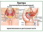 OLD Мочеиспускательный канал, плакат глянцевый А1/А2 (глянцевый A1)
