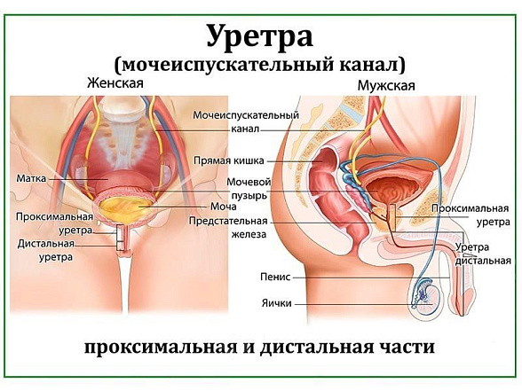 OLD Мочеиспускательный канал, плакат глянцевый А1/А2 (глянцевый A2)